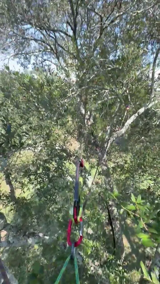 The view from a tree above a metal roof